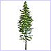 Sapin